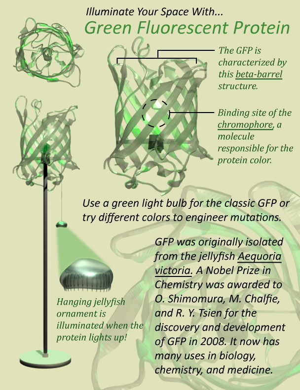 cchao1-GFP-Lamp